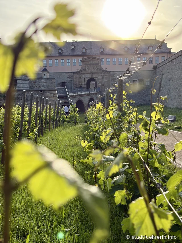 Weinberg und Grün der Zitadelle Petersberg in Erfurt im Abendlicht